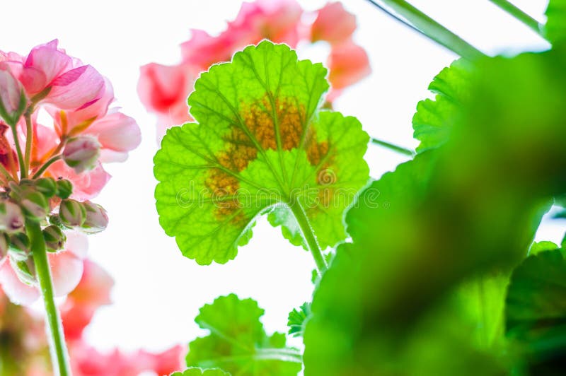 Vibrant red pink buds and multicolor green leaves of flowering blooming geranium flower plant after the rain from bellow stock photo Vibrant red pink buds and multicolor green leaves of flowering blooming geranium flower plant after the rain from bellow stock photo