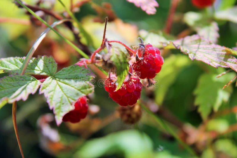 Vibrant Red Wild Raspberries Growing Stock Photo Image of growing