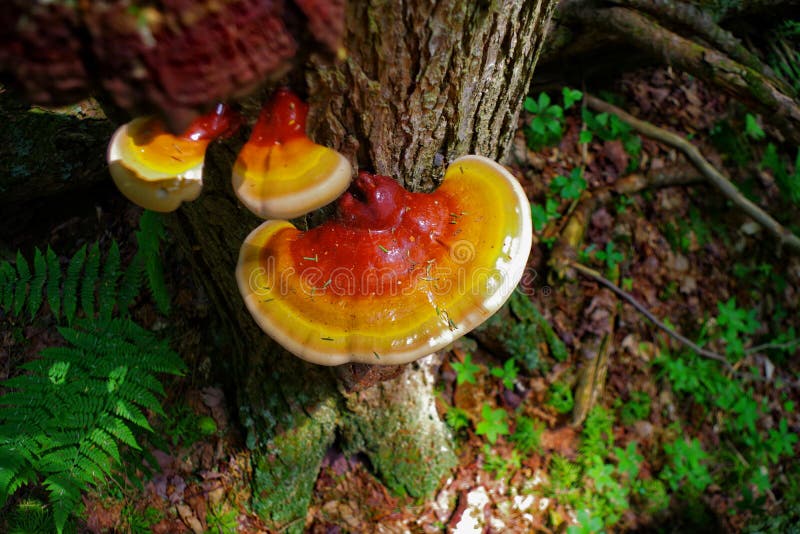 Vibrant Reishi Mushroom in the forest