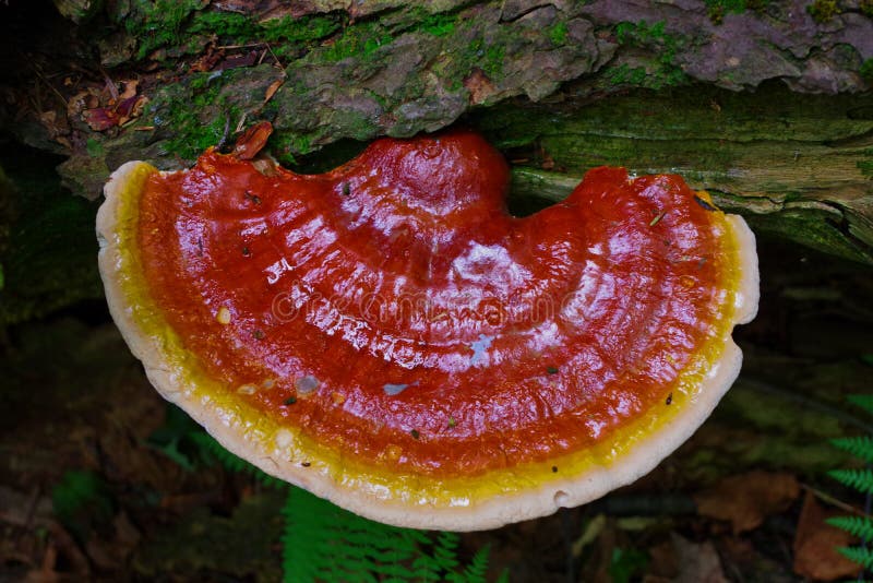 Vibrant Reishi Mushroom Ganoderma Tsugae Growing in a Hemlock forest