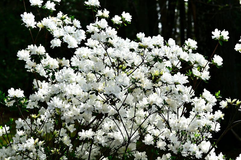 Vibrant Satsuki azalea in full bloom with lush rhododendron indicum stock image