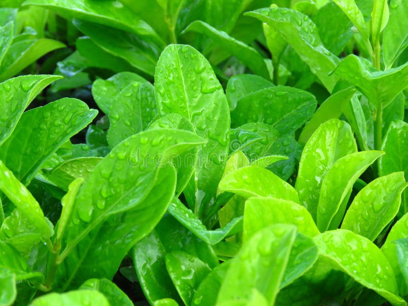 Vibrant shiny green leaves covered with water rain dew drops.