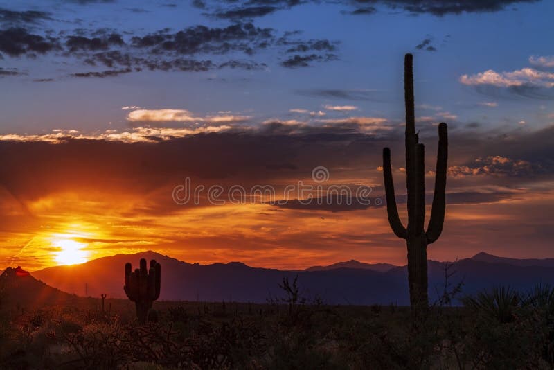 Cactus at Sunset, Arizona Desert Stock Photo - Image of saguaro ...