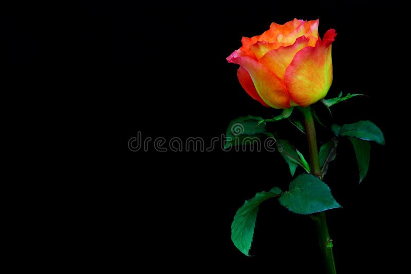 Chỉ có một chiếc hoa hồng Caribbean trên nền đen độc đáo như thế này mới khiến bạn thật sự kinh ngạc. Với độc lập của nó, hoa hồng này sẽ tạo nên một điểm nhấn rực rỡ trên bức ảnh. Hãy ngắm nhìn chiếc hoa hồng đầy mê hoặc này và cảm nhận sự tươi mới và sự độc đáo.