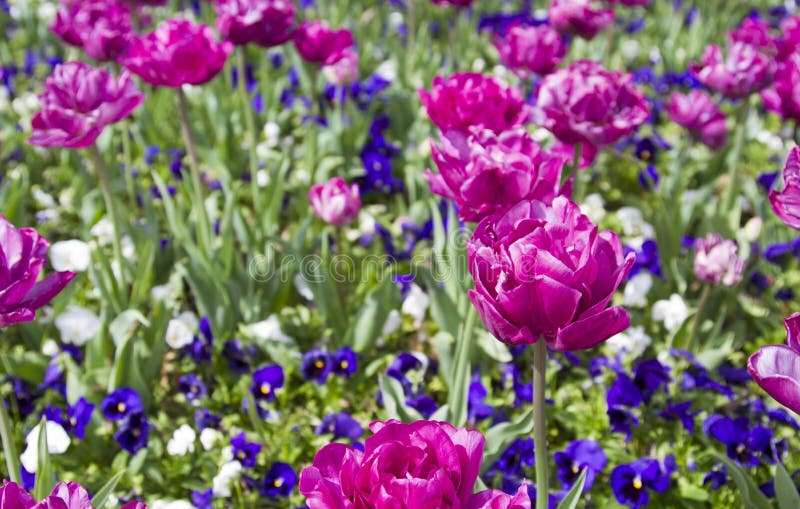 Vibrant Spring Flowers royalty free stock images