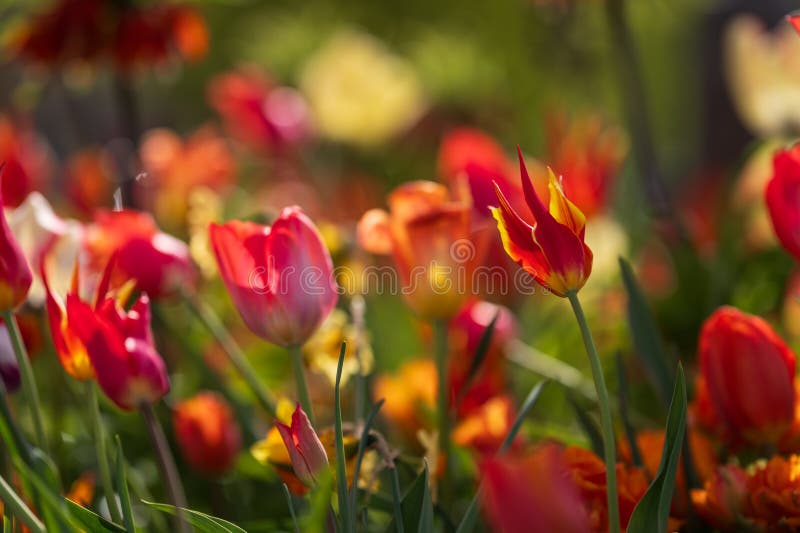 Vibrant spring tulips blooming in sunlight.. royalty free stock image