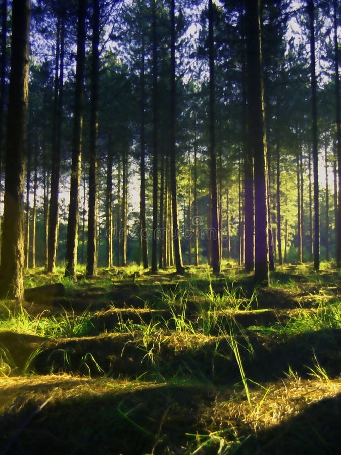 Vibrante estate pino alberi nuovo foresta,.