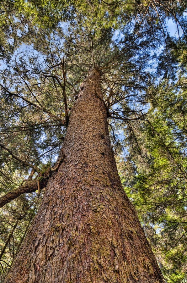 Vibrant Tree Trunk Looking Up
