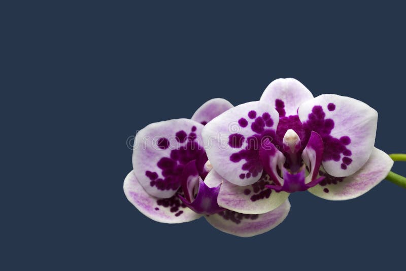 Vibrant Tropical Purple And White Orchid Flower Beautiful