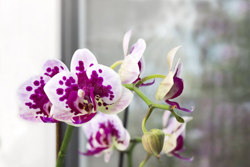 Vibrant tropical purple and white orchid flower, floral background. Orchids on the window. Beautiful home bouquet of Thailand Orch