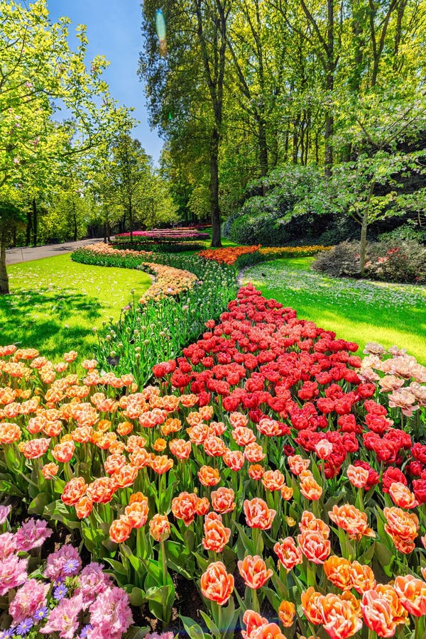 Vibrant tulip garden under a clear blue sky. stock photography