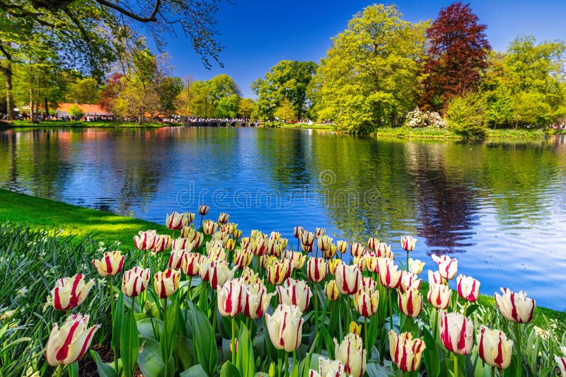 Tulips by a Serene Lake in Spring stock image