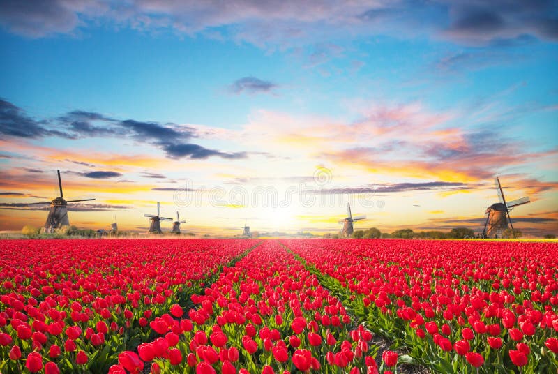 Vibrant tulips field with Dutch windmill