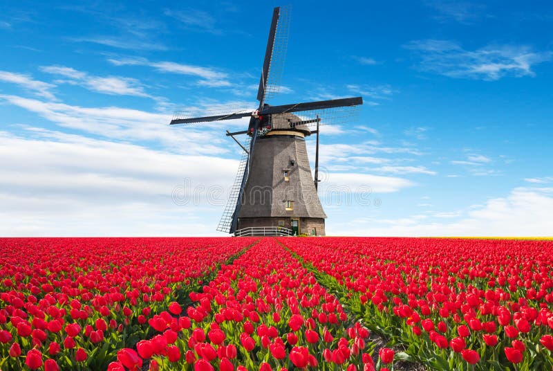 Vibrant tulips field with Dutch windmill