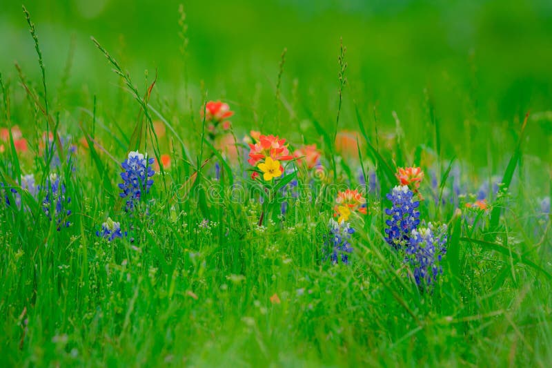 Vibrant wildflowers bloom in a lush green meadow in Ennis, Texas stock photos