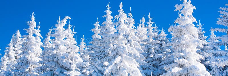 Vibrant winter vacation background panorama with pine trees covered by heavy snow
