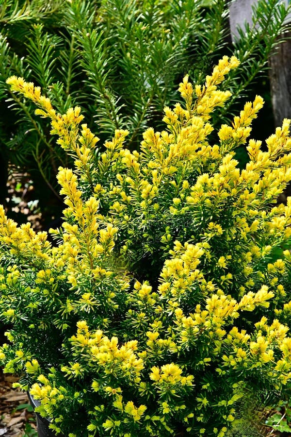 Vibrant yellow flowers on a Dwarf Golden Japanese Yew bush in a garden. royalty free stock image