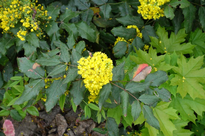 Vibrant Yellow Flowers of Oregon Grape Stock Photo Image of foliage