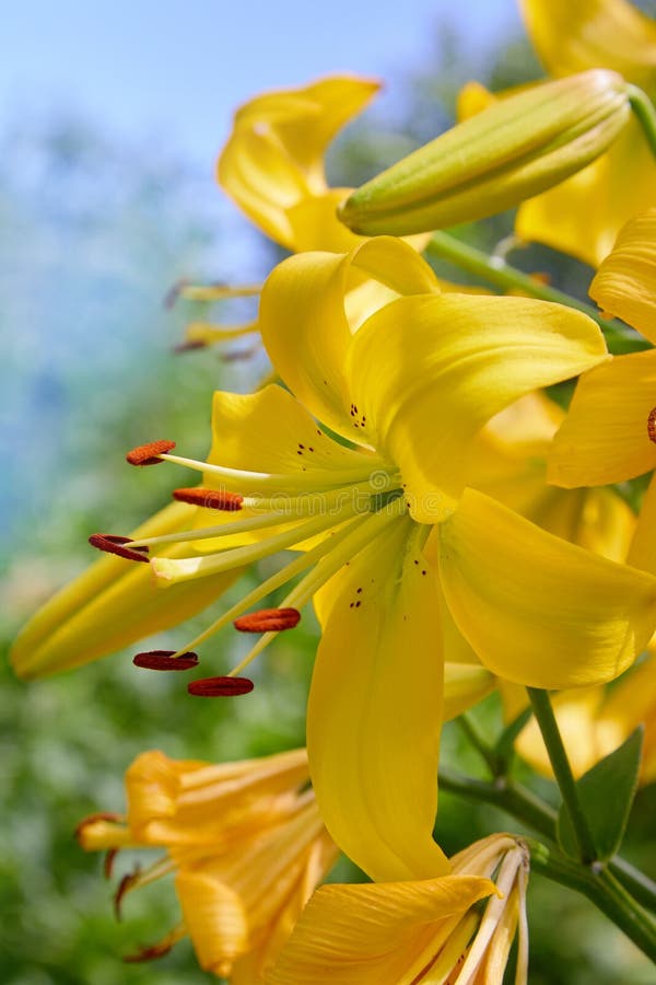 Vibrant yellow lilies blooming in a summer garden. stock photo Vibrant yellow lilies blooming in a summer garden. stock photo