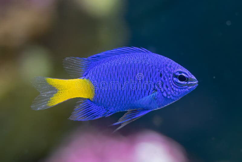 Yellow tail damsel fish close up in an aquarium