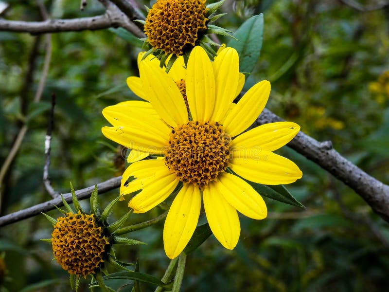 Giant sunflower (Helianthus giganteus) blooming in September in a field in the Wisconsin countryside. These particular wild flowers were growing against a backdrop of sticks and twigs, giving it the look of a rustic fall garden design for a background or wallpaper. Giant sunflower (Helianthus giganteus) blooming in September in a field in the Wisconsin countryside. These particular wild flowers were growing against a backdrop of sticks and twigs, giving it the look of a rustic fall garden design for a background or wallpaper.