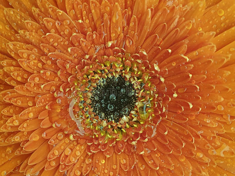 Vibrant? mojado del primer de la flor roja del gerbera foto de archivo Vibrant? mojado del primer de la flor roja del gerbera foto de archivo