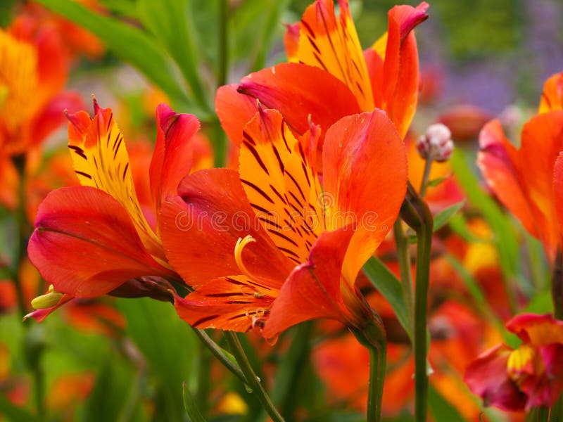 Vibrerande orange blommor för peruansk lilja för Alstroemeria royaltyfri bild Vibrerande orange blommor för peruansk lilja för Alstroemeria royaltyfri bild
