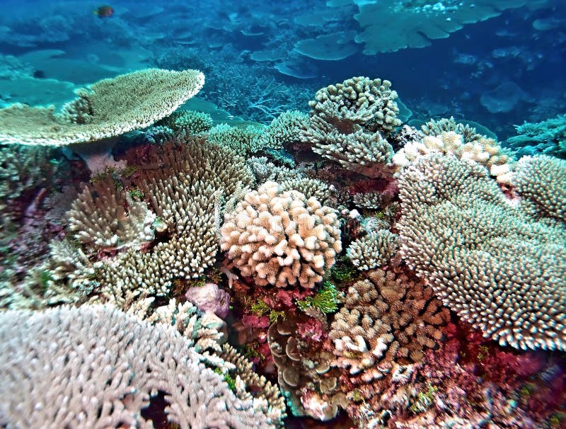 Vibrerande Stilla havet Coral Reef royaltyfri fotografi Vibrerande Stilla havet Coral Reef royaltyfri fotografi