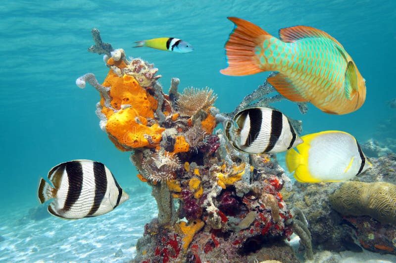 Vibrierende Farben des Meeresflora und -fauna