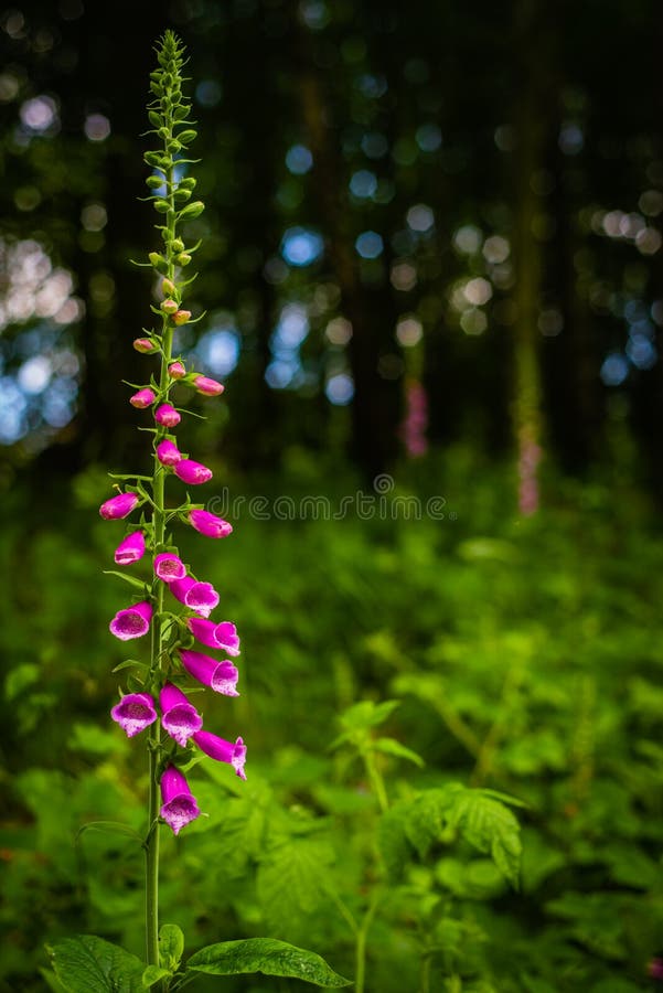 Vibrierende Fingerhut in einem Wald in Schottland mit grünen Blättern und blauem Bokeh-Hintergrund lizenzfreie stockbilder Vibrierende Fingerhut in einem Wald in Schottland mit grünen Blättern und blauem Bokeh-Hintergrund lizenzfreie stockbilder
