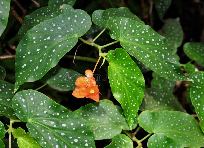 Vibrierende orange Begonienblume mit Grün beschmutzte Blätter stockbilder Vibrierende orange Begonienblume mit Grün beschmutzte Blätter stockbilder