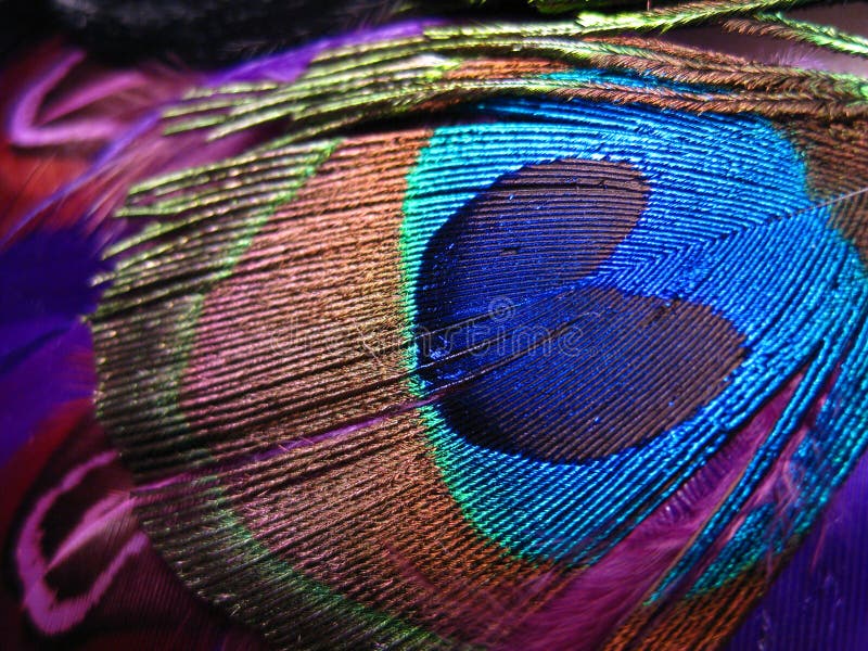 Vibrantly coloured individual peacock feather with prominent heart shape. Vibrantly coloured individual peacock feather with prominent heart shape