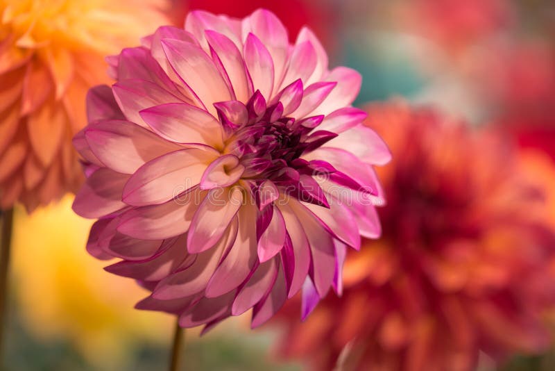 Vibrierende runde rosa Dahlie lizenzfreies stockfoto