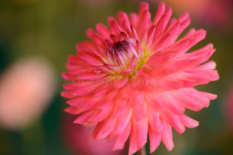 Vibrierendes rundes Rosa farbige Dahlie stockfotografie