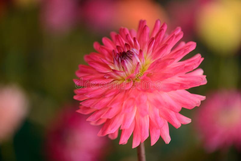 Vibrierendes rundes Rosa farbige Dahlie stockbild