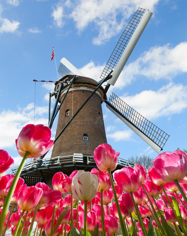 Vibrierendes Tulpenfeld mit niederländischer Windmühle stockbilder Vibrierendes Tulpenfeld mit niederländischer Windmühle stockbilder