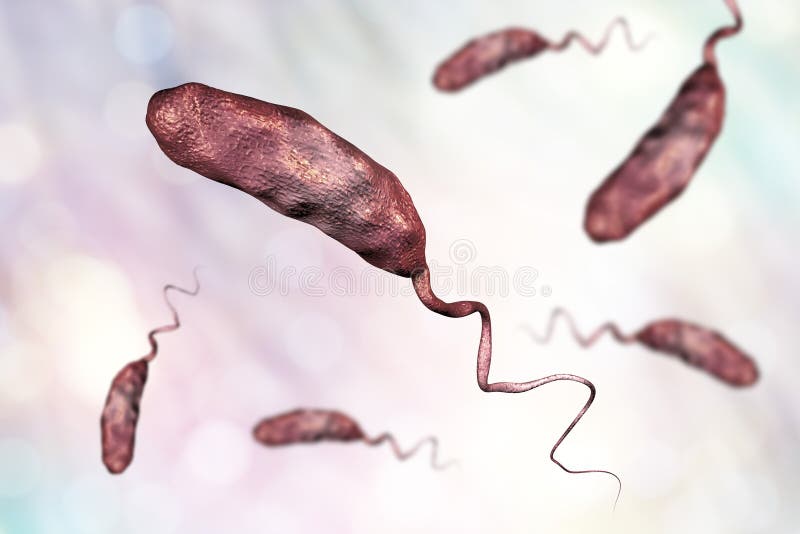 Vibrio cholerae bacterium royalty free illustration