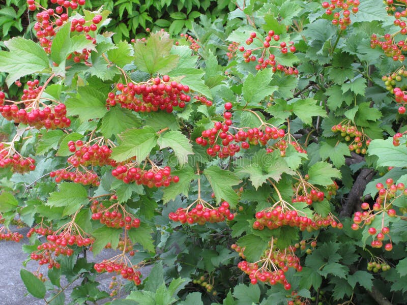 Viburnum berries stock photo. Image of bunch, eating 22169564