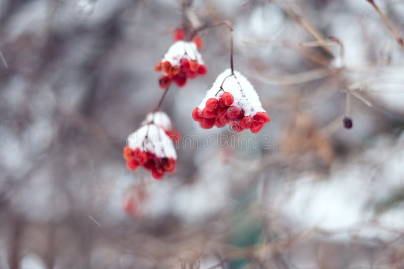 viburnum berries hanging on a branch covered by the snow in the winter garden close up. blue-toned
