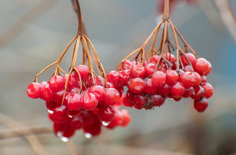 Viburnum berries in raindrops in an autumn stock image