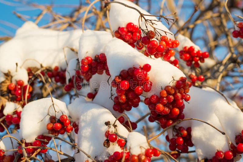 Viburnum berries in snow on sunny day royalty free stock images
