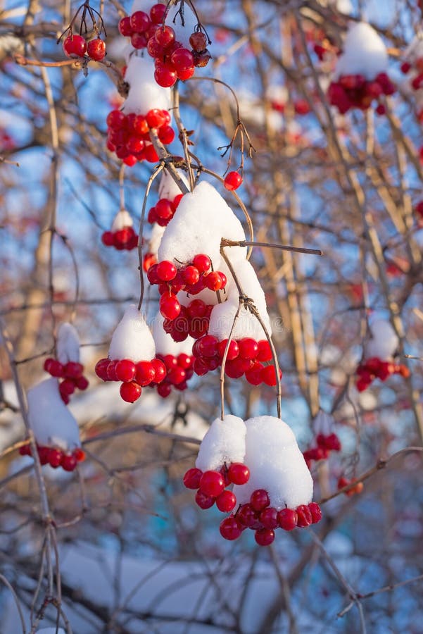 Viburnum berries in snow on sunny day stock photography