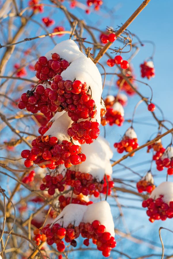 Viburnum berries in snow on sunny day royalty free stock photography