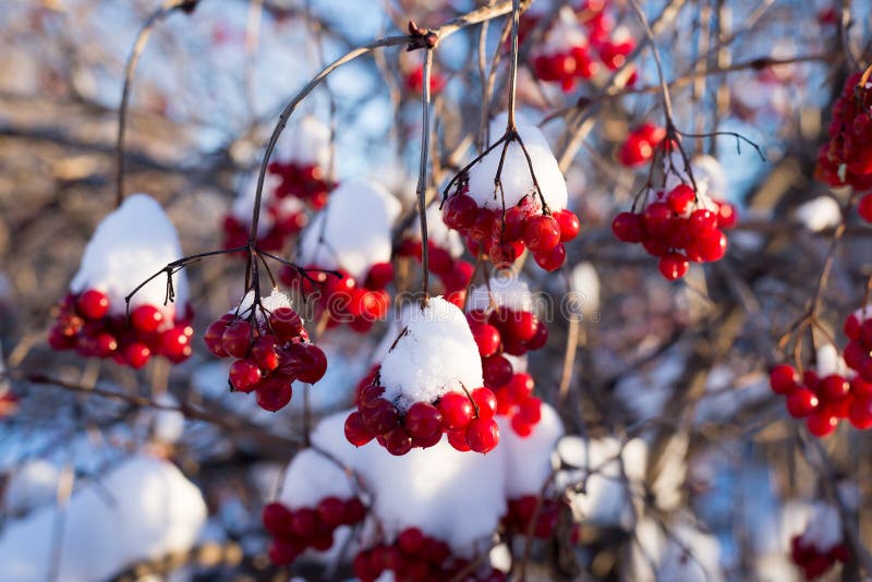 Viburnum berries in snow on sunny day stock photo