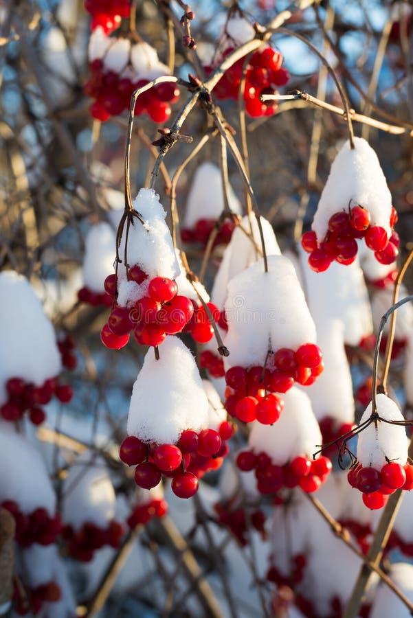 Viburnum berries in snow on sunny day royalty free stock photos