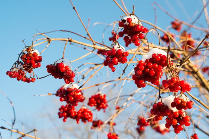 Viburnum berries in snow on sunny day royalty free stock photos