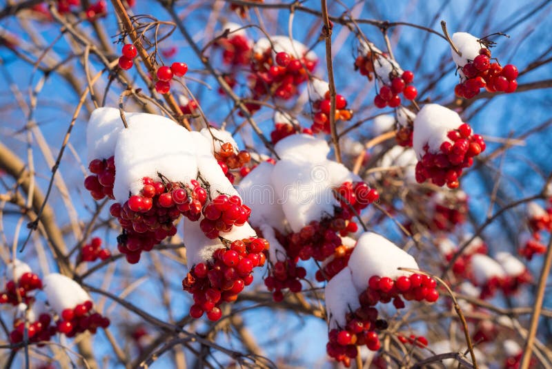 Viburnum berries in snow on sunny day stock photo