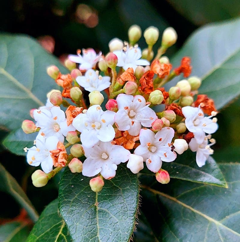Viburnum-blomningsgrenen av Adoxaceae royaltyfria foton