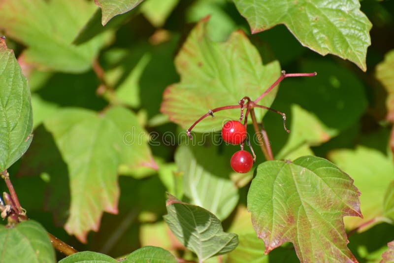 Viburnum branches and berries in autumn royalty free stock photo