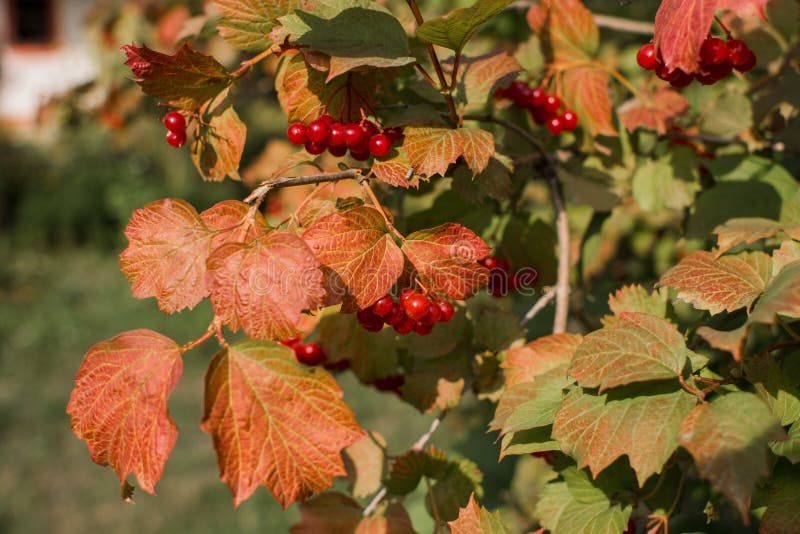Viburnum Bush in Autumn in the Village Stock Photo Image of color